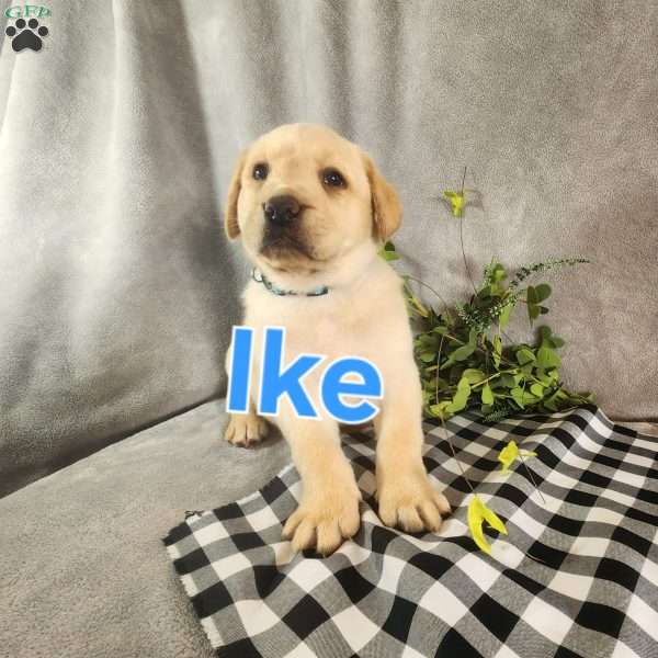 Ike, Fox Red Labrador Retriever Puppy
